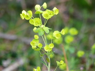 Euphorbia amygdaloides, the wood spurge, a species of flowering plant in the family Euphorbiaceae, native to woodland locations in Europe, Turkey and the Caucasus