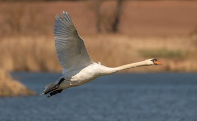 swan in flight low over the water