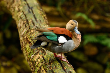 The colorful Wonderhead stands on a fallen tree trunk.