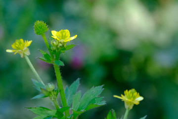 Fototapeta na wymiar wild yellow flower