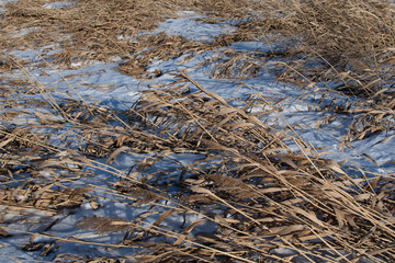 Reeds in the snow