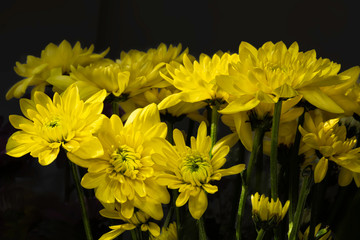 Bouquet of delicate yellow flowers of chrysanthemum on a black background close-up