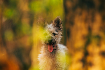 Cute little adopted mix-breed puppy having fun in the forest. 