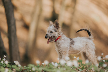 Cute little adopted mix-breed puppy having fun in the forest. 