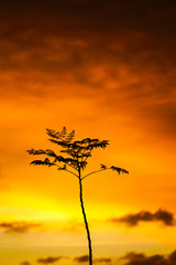 Fototapeta na wymiar silhouette of a tree at sunset, concept, earth day, tree day, enviroment 