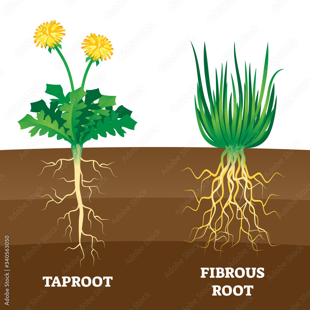 Poster taproot and fibrous root example comparison vector illustration scheme.