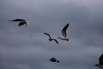 Fototapeta premium Seagulls in the sky