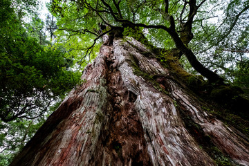 屋久島自然世界遺産
