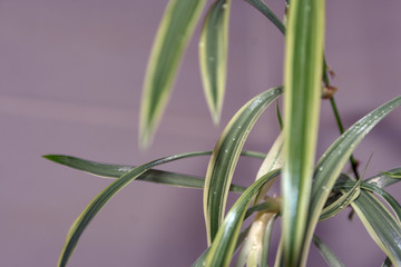 close up of a green plant