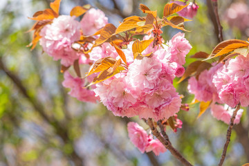 サクラの一種、カンザン 、セキヤマ(関山 学名:Prunus lannesiana Wils. cv. Sekiyama )、日本、東京