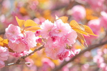 サクラの一種、カンザン 、セキヤマ(関山 学名:Prunus lannesiana Wils. cv. Sekiyama )、日本、東京