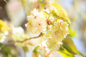 日本の桜の一種「ウコン（鬱金）：Grandiflora」学名：Cerasus lannesiana 'Grandiflora'
A. Wagner　シノニム：Cerasus serrulata 'Grandiflora'