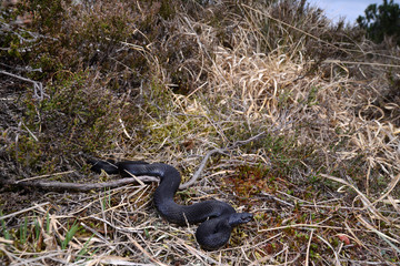 schwarze Kreuzotter (Vipera berus) - black Common adder