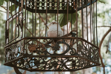 handmade bird in old cage
