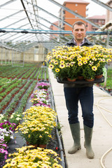 Woman florist holding crate with  dimorfoteca plants in pots