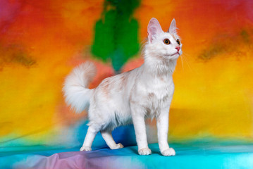 cat show on background full of color