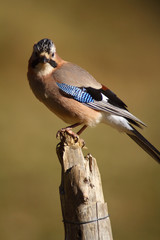 JAY 2