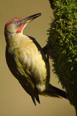 European green woodpecker  3