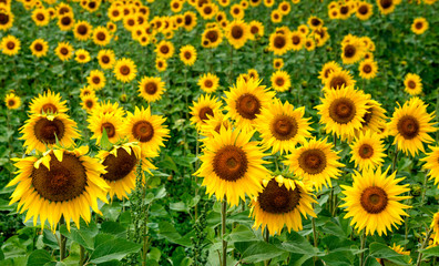 Champ de tournesols à Belcaire, France