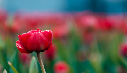Red tulip with blurred tulips in the background