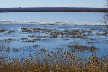 Frontal view from the shore to the lake through sedge thickets