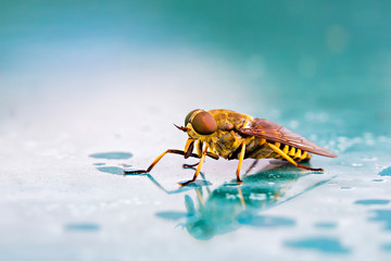 Big yellow gadfly on a green background. Forest parasite.