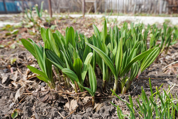 Obraz premium young shoots and wild garlic leaves in the garden, cultivation of slit in spring 
