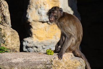 Affe mit Futter