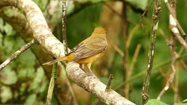Sharp shot of pretty female summer tanager perched on branch - HD