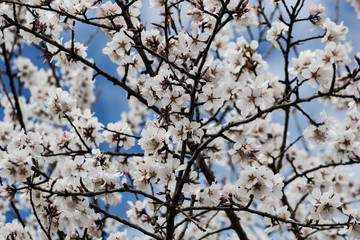 Flowered almond-tree in spring