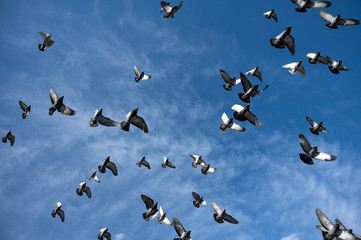 Flock of pigeons in the blue sky