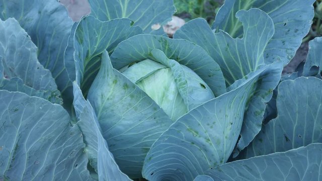Thick green leaves of organic cabbage plant at home plant. Ready to harvest, agriculture and cabbage production concept