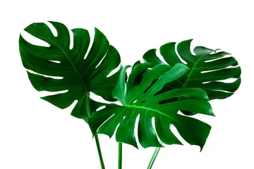 Fototapete Monstera Schönes tropisches Monstera-Blatt isoliert auf weißem Hintergrund für Designelemente, flaches Lay