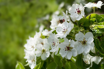 Bee on apple tree spring flowers