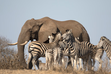 Mature elephant bull free in african landscape - obrazy, fototapety, plakaty