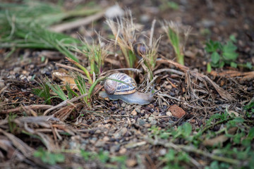 huge grape snails in their natural habitat, on the ground and rocks, among the grass