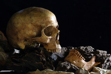 Skull and jaw put on old timber and all put on the wooden plank which has dim light background