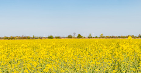 Obraz premium Beautiful farm landscape with rasp yellow blossom, wind turbines to produce green energy in Germany, Spring, blue sky