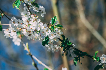 Tree Flowers