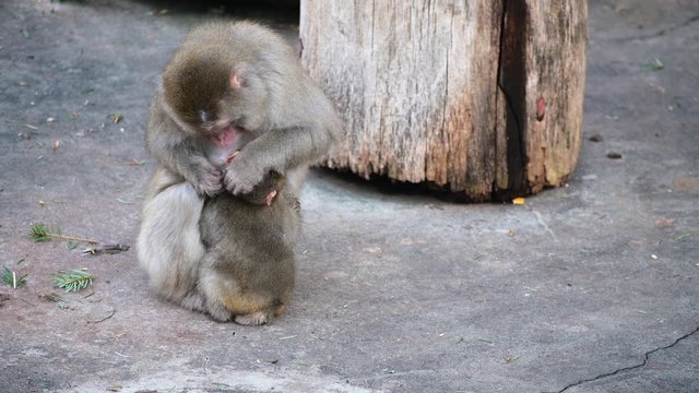 Japanese macaques. Monkeys, mother cares for the cub.