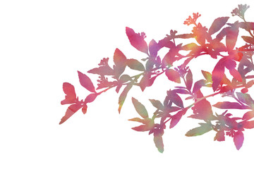 Beautiful branches. Hand painted decorative image isolated on a white background. Bright watercolour picture for creative design of posters, cards, invitations, banners, websites, etc.