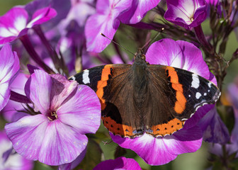 Red Admiral, Vanessa atalanta