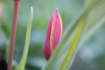 tulipan