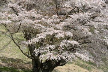 新田の大山桜