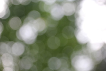 Green and dark  vintage lights background with bokeh. Forest background, defocused