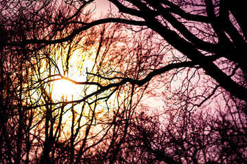 sunset in the forest