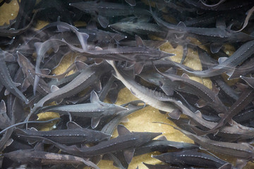 Sturgeon swimming underwater