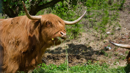 toro