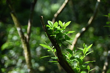 Close-Up Of Leaves Against Blurred Background.