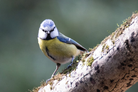 m&eacute;sange bleue